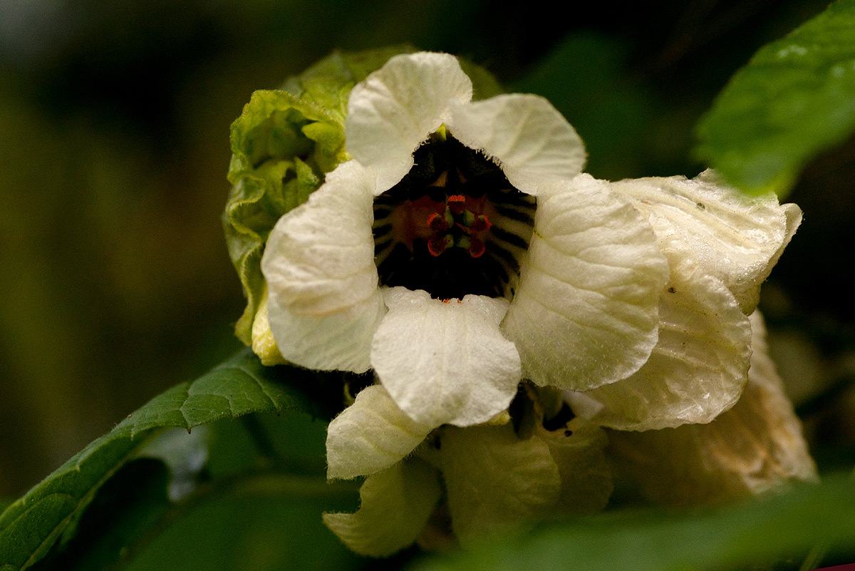 Momordica cissoides Momordica cissoides