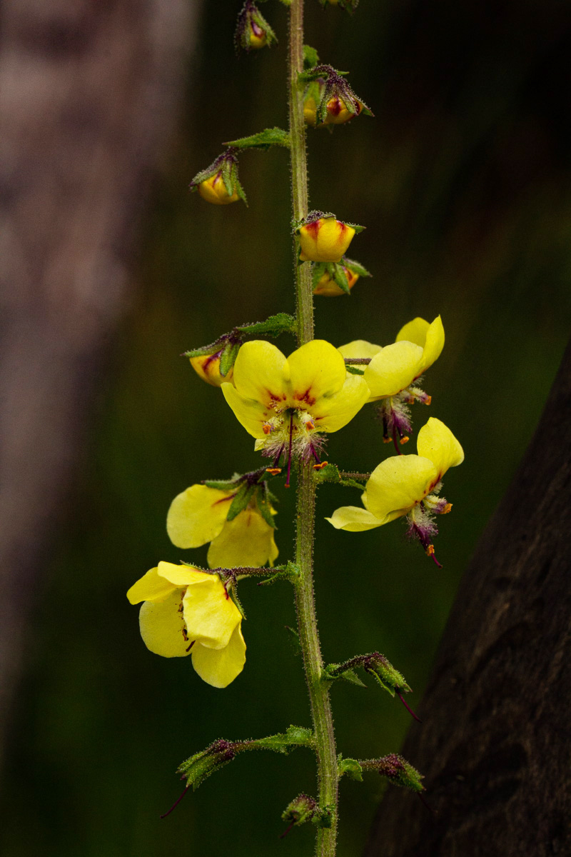 Verbascum brevipedicellatum Verbascum brevipedicellatum