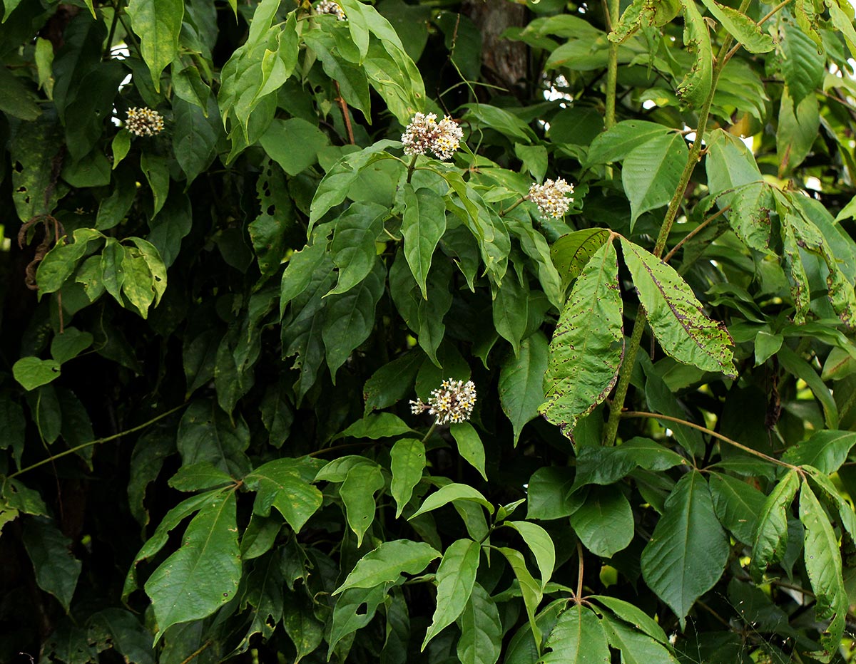 Chassalia cristata