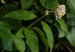 Chassalia cristata