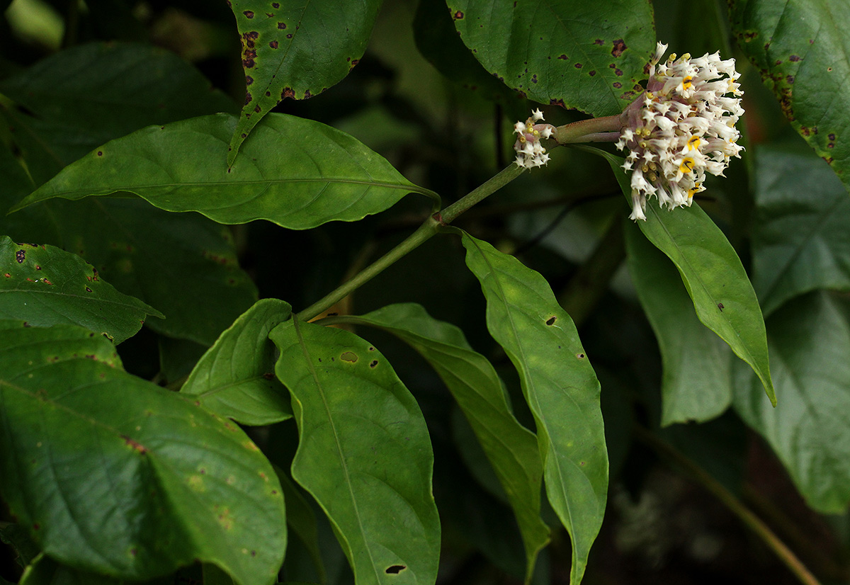 Chassalia cristata