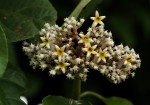 Chassalia cristata