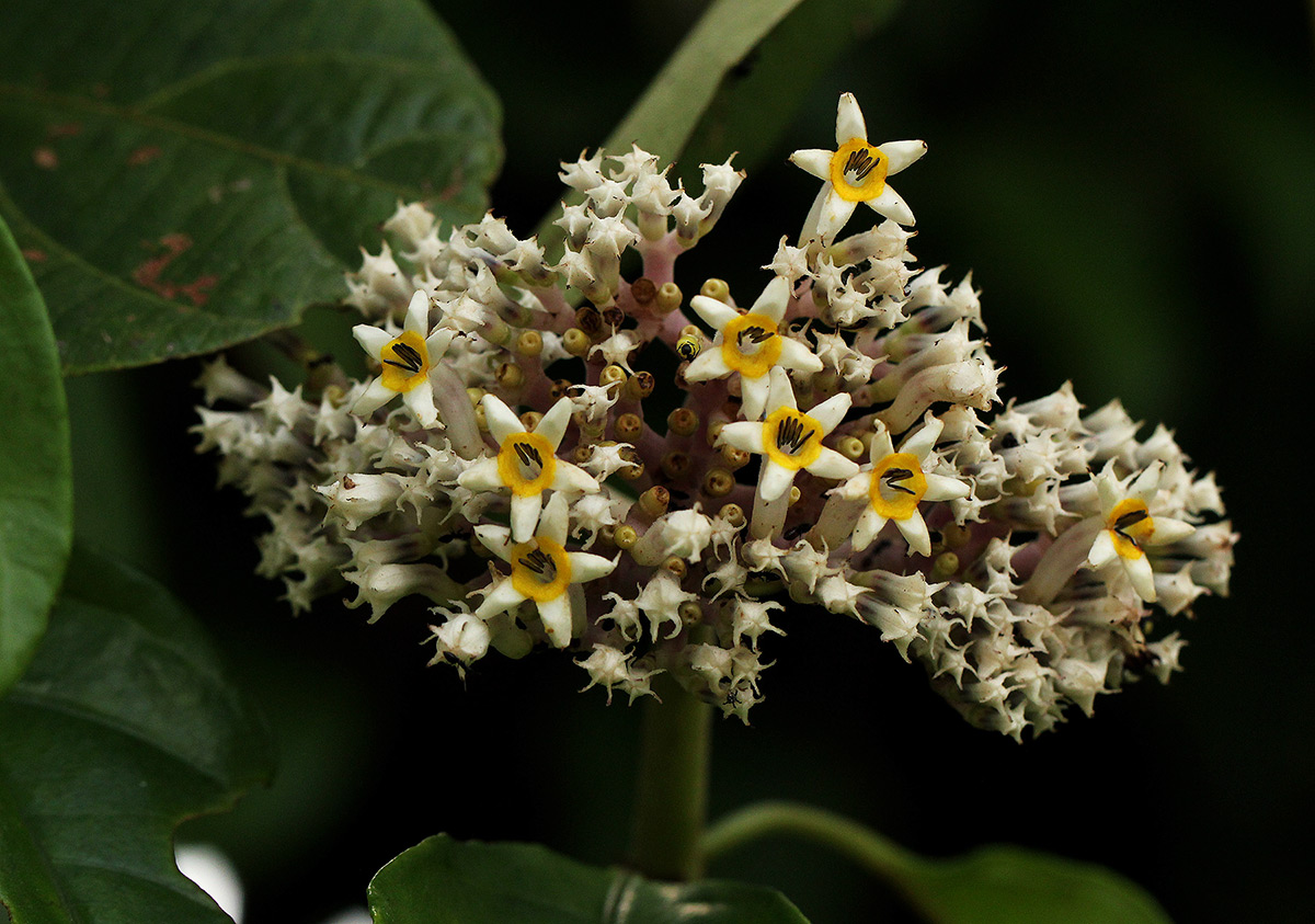 Chassalia cristata