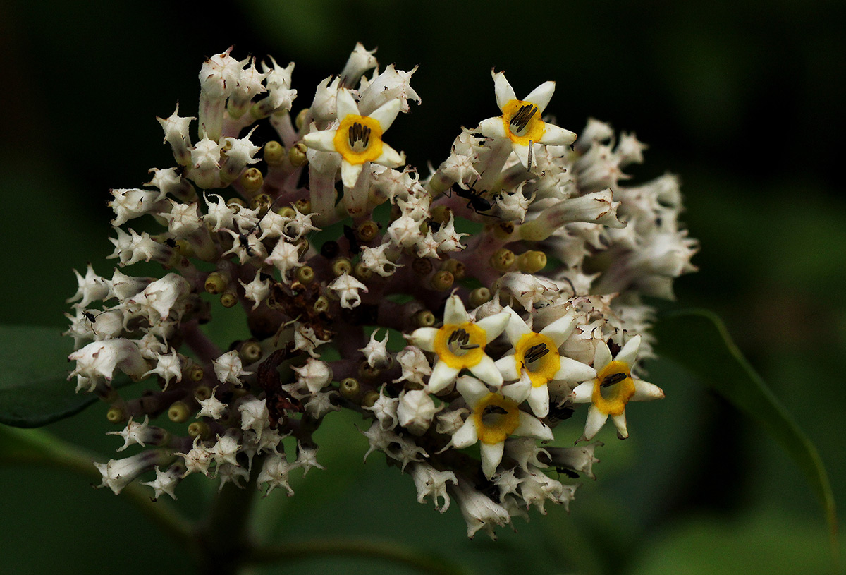 Chassalia cristata