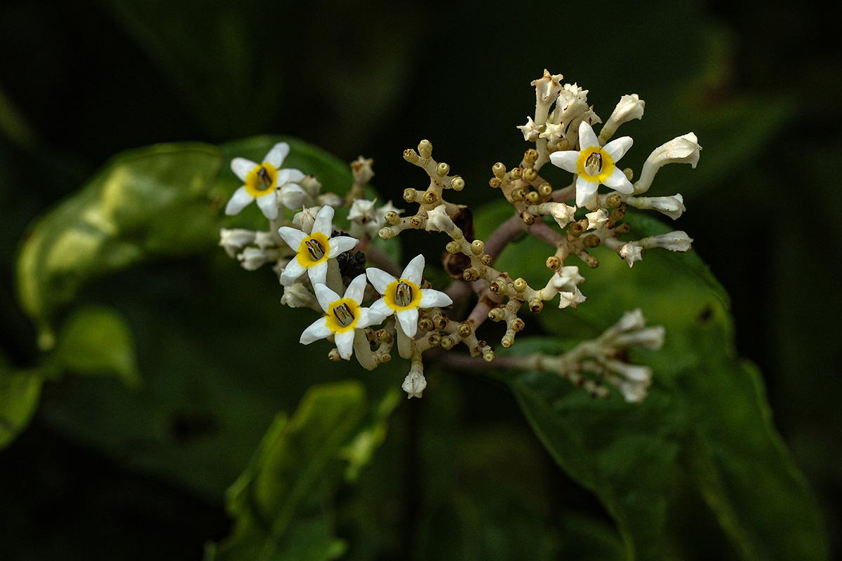 Chassalia cristata