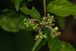 Chassalia cristata