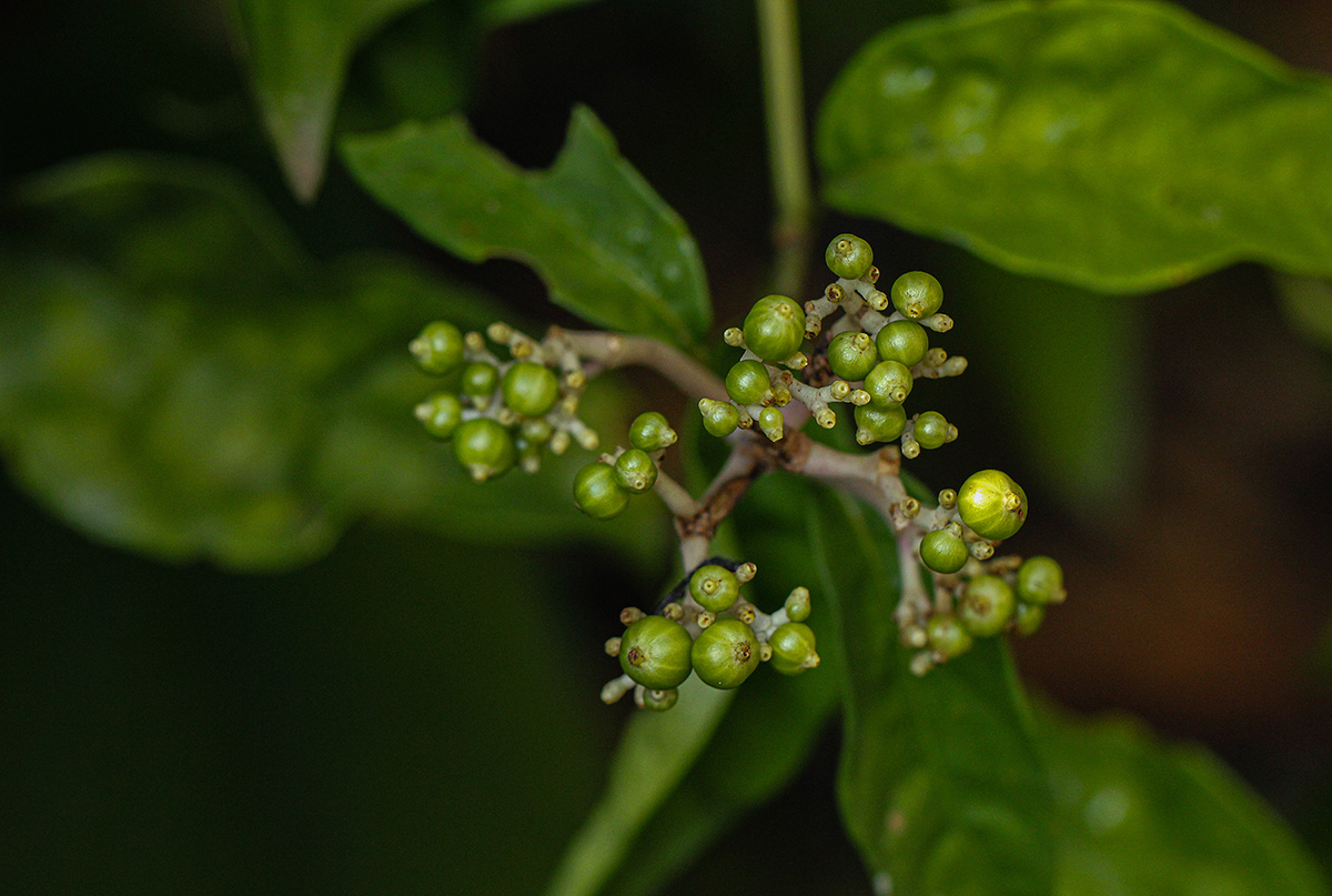 Chassalia cristata