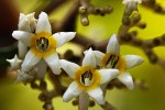 Chassalia cristata