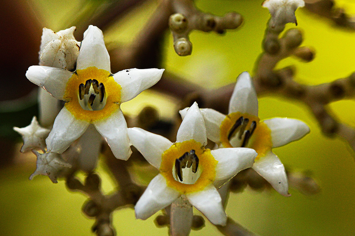 Chassalia cristata