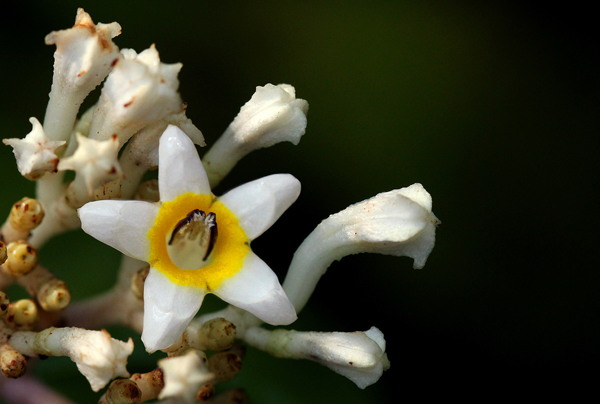 Chassalia cristata