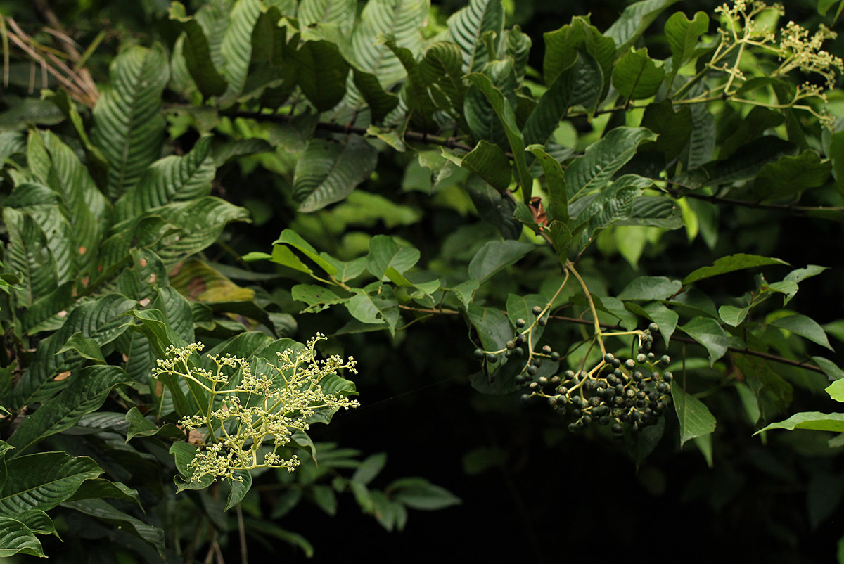 Pauridiantha viridiflora