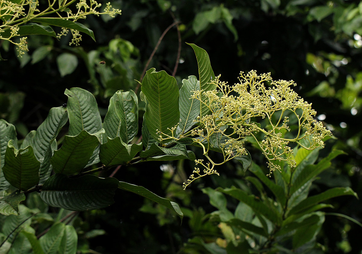 Pauridiantha viridiflora