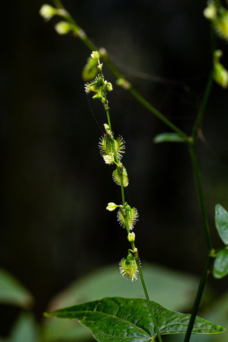 Fagopyrum snowdenii Fagopyrum snowdenii