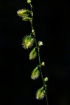 Fagopyrum snowdenii