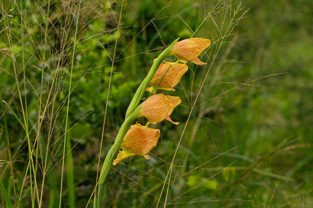 Gladiolus dalenii