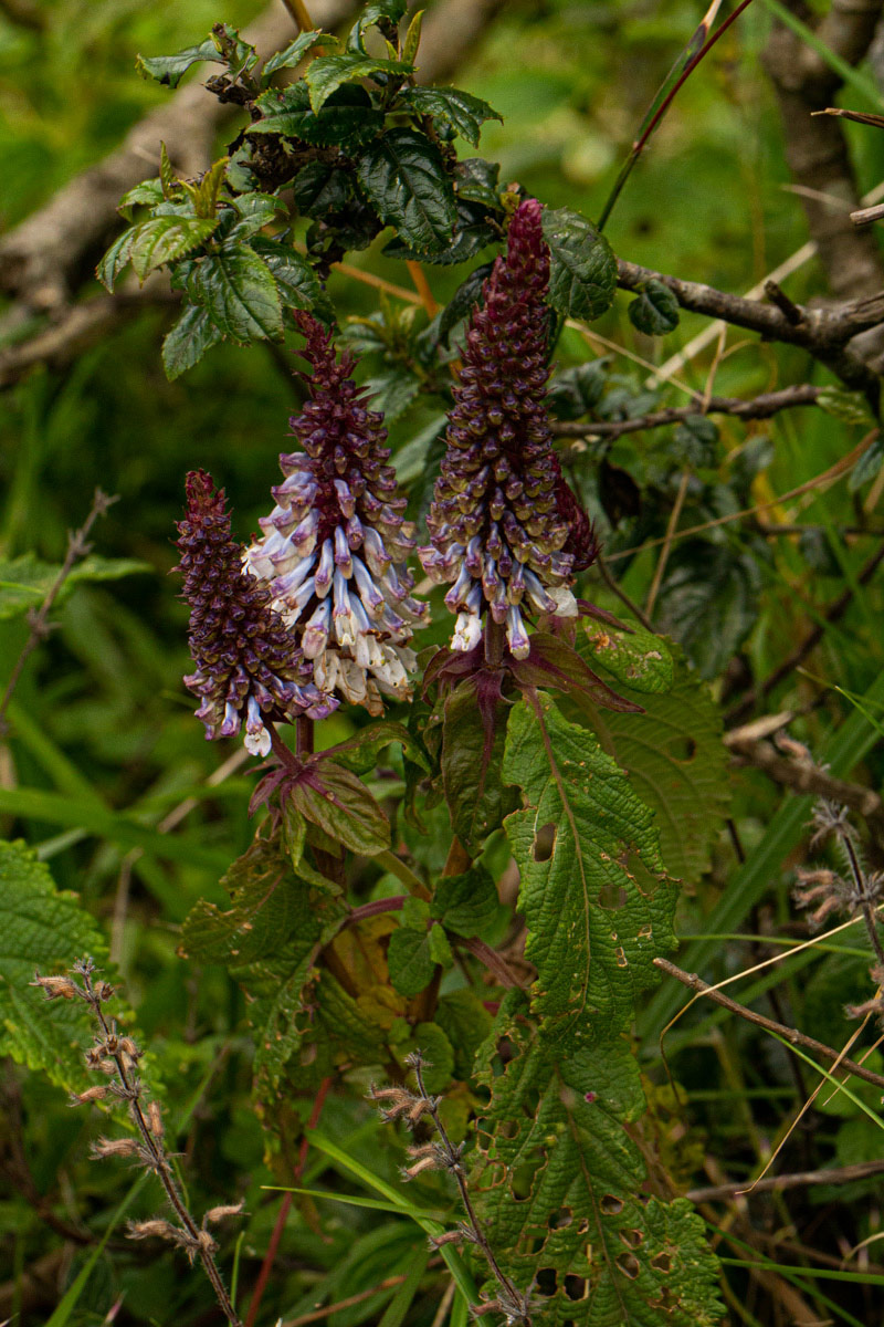 Coleus goetzenii