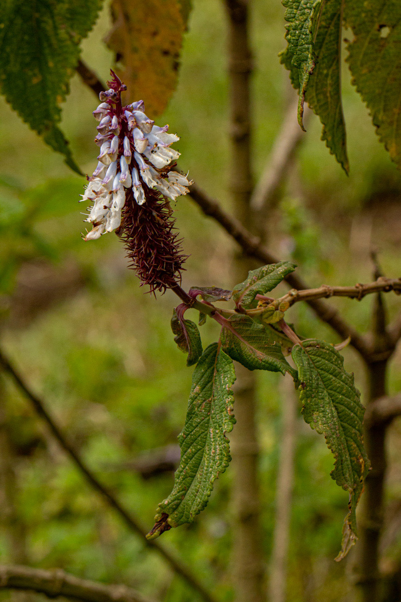 Coleus goetzenii Coleus goetzenii