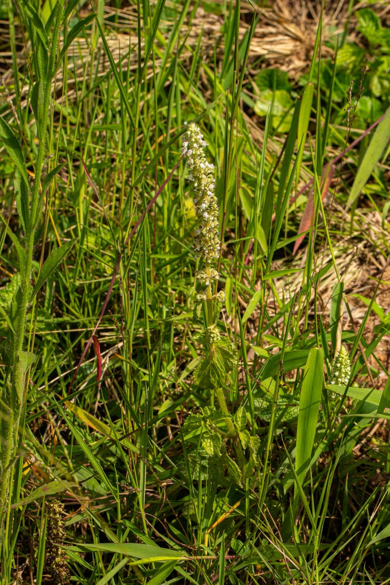 Platostoma montanum