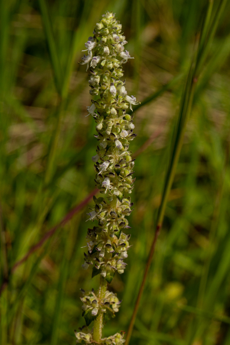 Platostoma montanum