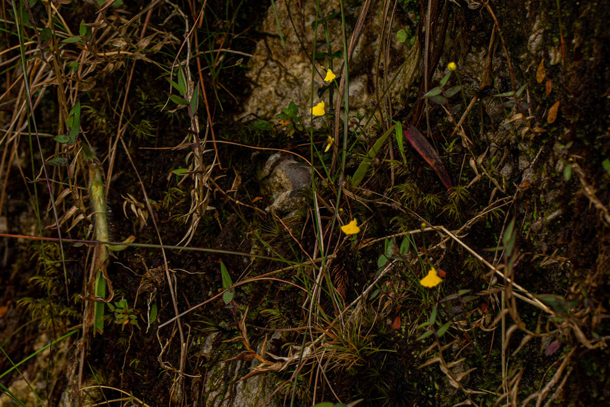 Utricularia troupinii