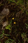 Utricularia troupinii