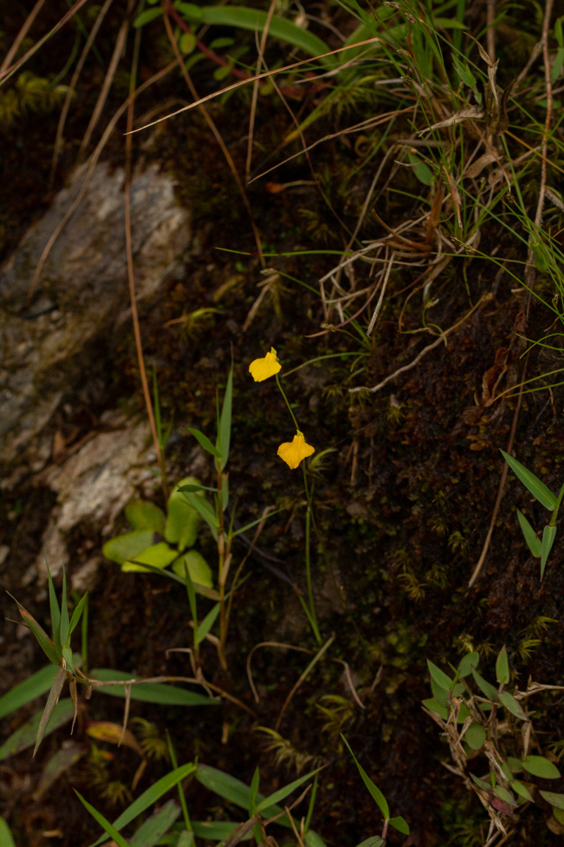 Utricularia troupinii
