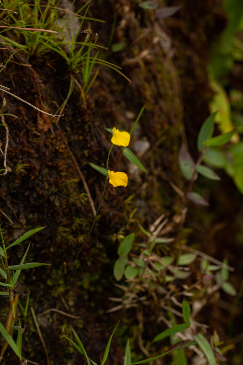 Utricularia troupinii