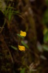 Utricularia troupinii