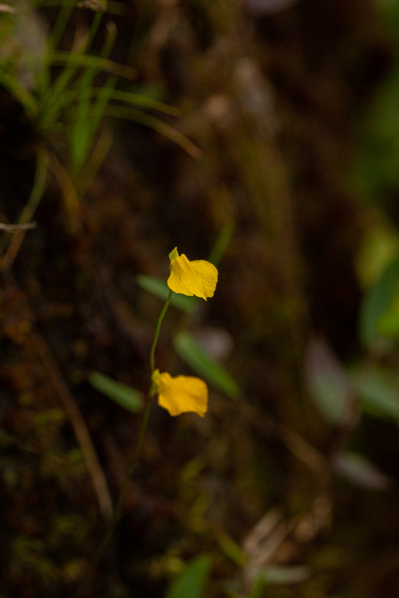 Utricularia troupinii