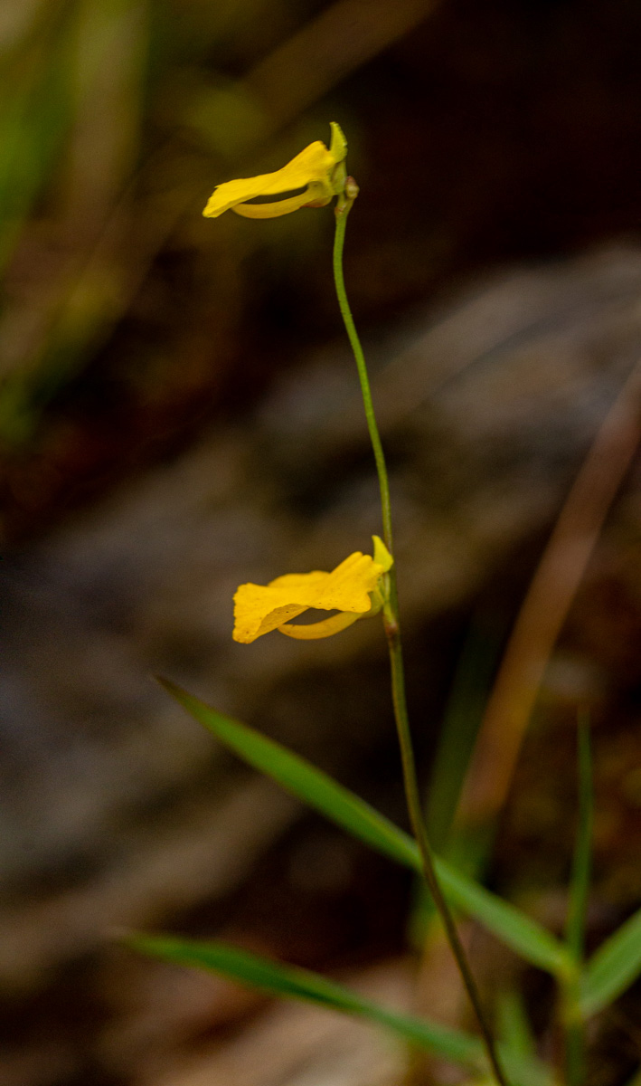 Utricularia troupinii Utricularia troupinii