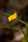Utricularia troupinii