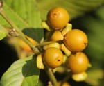 Hugonia platysepala