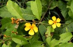 Hugonia platysepala