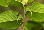 Hugonia platysepala
