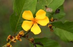 Hugonia platysepala