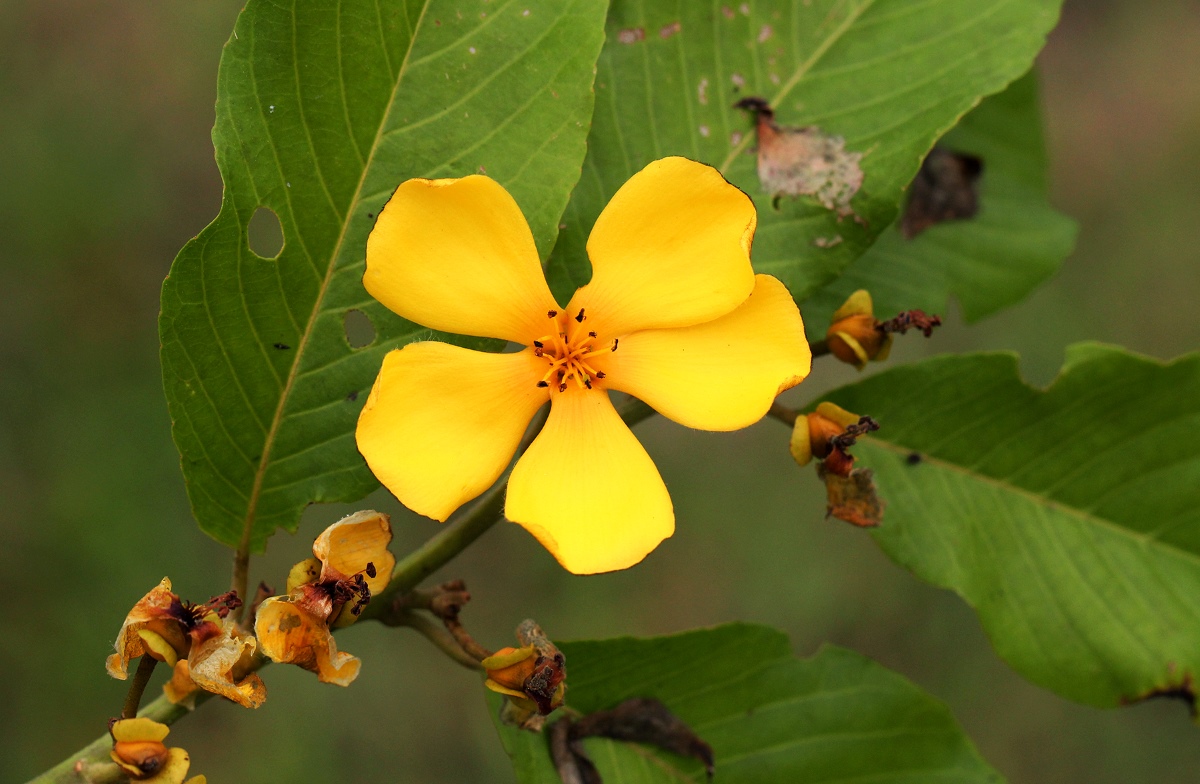 Hugonia platysepala