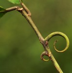 Hugonia platysepala