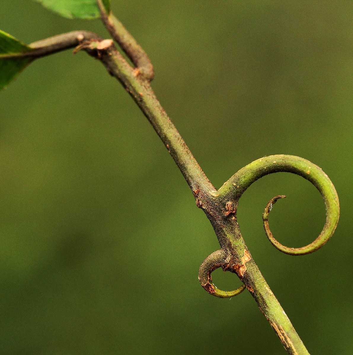 Hugonia platysepala