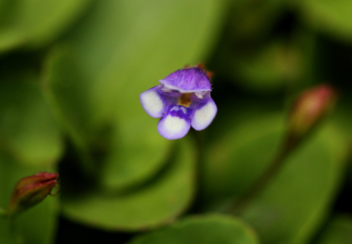 Torenia crustacea
