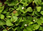 Vandellia diffusa var. diffusa