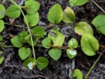 Vandellia diffusa var. diffusa