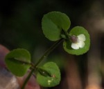 Vandellia diffusa var. diffusa