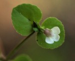Vandellia diffusa var. diffusa