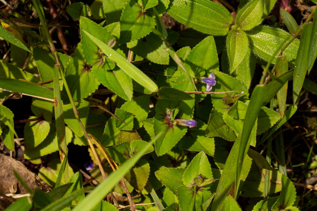 Vandellia subracemosa
