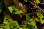 Vandellia subracemosa