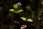 Vandellia subracemosa