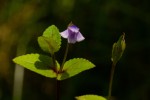 Vandellia subracemosa