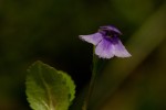 Vandellia subracemosa