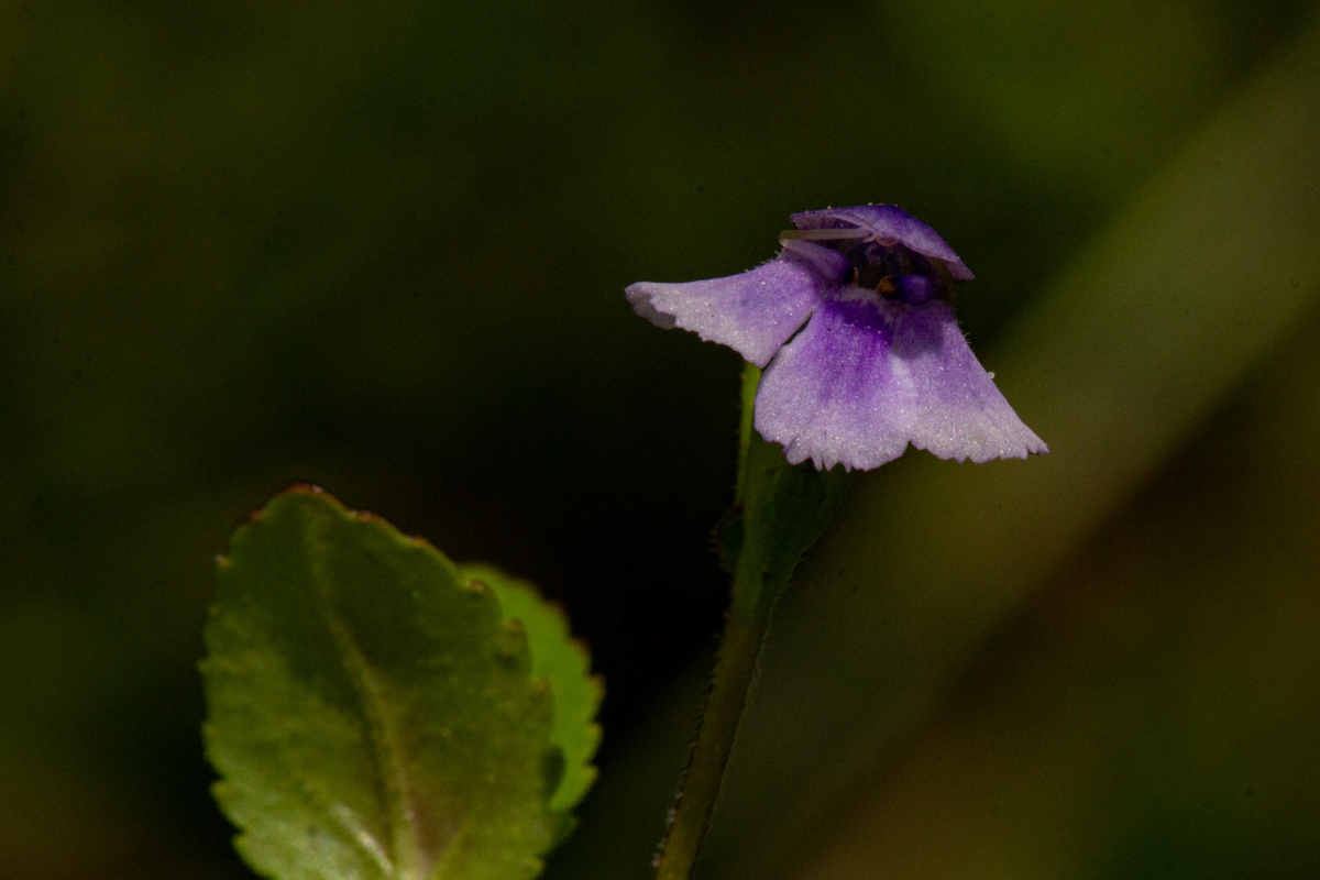 Vandellia subracemosa
