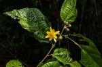 Glyphaea brevis 